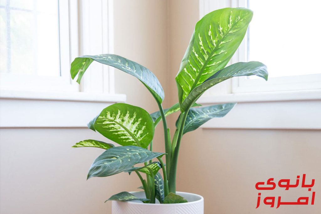 شرایط نگهداری از گیاه دیفن باخیا در منزل