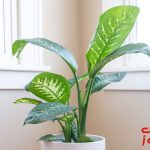 شرایط نگهداری از گیاه دیفن باخیا در منزل