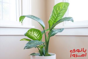 شرایط نگهداری از گیاه دیفن باخیا در منزل