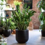 شرایط نگهداری زامیفولیا در منزل